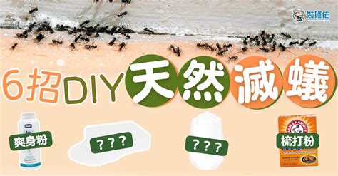 家裡有螞蟻原因|【滅蟻方法】屋企有蟻？教你2步輕鬆滅蟻＋防蟻方法！ 